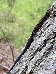 Plestiodon anthracinus anthracinus