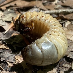 Dynastes tityus