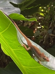 Anolis pulchellus