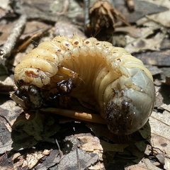 Dynastes tityus