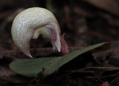 Corybas barbarae