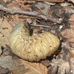Dynastes tityus