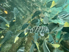 Dermatolepis dermatolepis