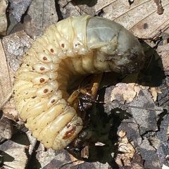 Dynastes tityus