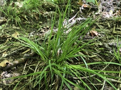 Carex willdenowii