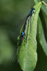 Zoniagrion exclamationis