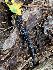 Plethodon glutinosus