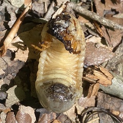 Dynastes tityus