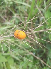 Poecilocoris druraei