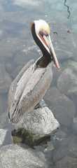 Pelecanus occidentalis