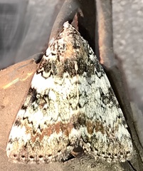 Catocala connubialis