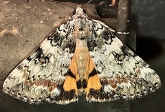 Catocala connubialis