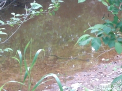 Nerodia sipedon sipedon