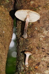 Armillaria hinnulea