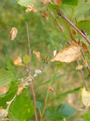 Mecynogea lemniscata