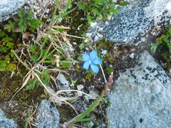 Gentiana bavarica