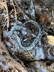 Plethodon glutinosus