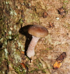 Armillaria hinnulea