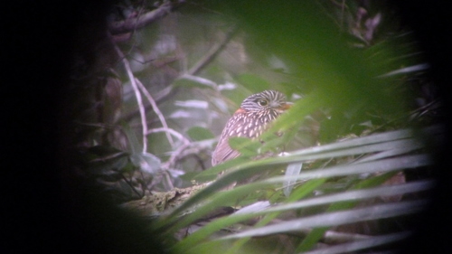 Malacoptila semicincta