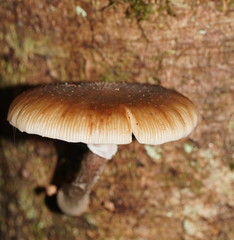 Armillaria hinnulea