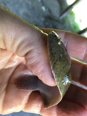 Trinectes maculatus