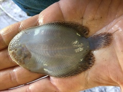 Trinectes maculatus