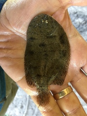 Trinectes maculatus