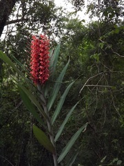 Hedychium coccineum