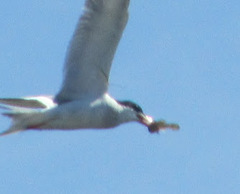 Hypsoblennius gentilis