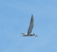 Hypsoblennius gentilis