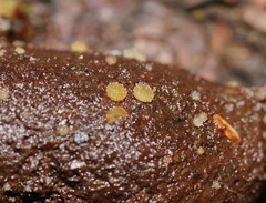 Ascobolus crenulatus