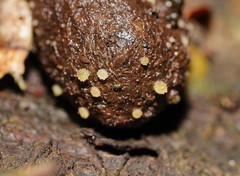 Ascobolus crenulatus