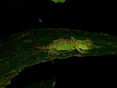 Enyalioides laticeps