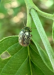 Calligrapha philadelphica