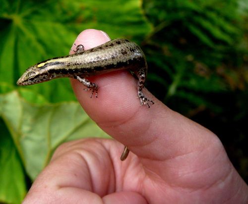 Moth Skink