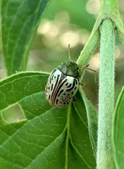 Calligrapha philadelphica