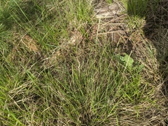 Piptatheropsis pungens