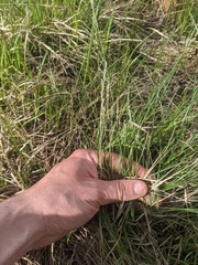 Piptatheropsis pungens