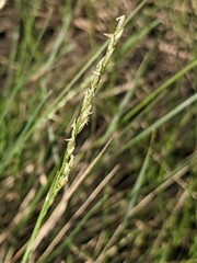 Piptatheropsis pungens