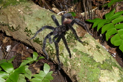 Sericopelma
