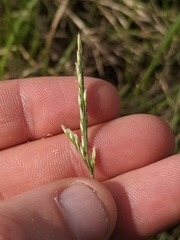 Piptatheropsis pungens