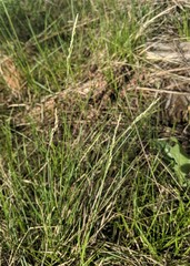 Piptatheropsis pungens