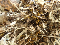 Heterodermia leucomelos