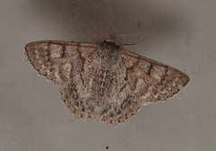 Crypsiphona tasmanica