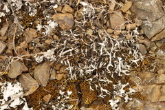 Heterodermia leucomelos