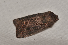 Dasygaster padockina