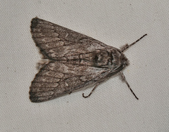 Cerura melanoglypta