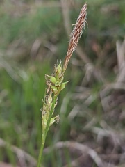 Carex lucorum