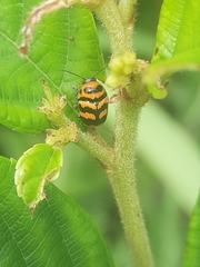 Cryptocephalus trifasciatus