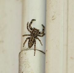 Platycryptus undatus